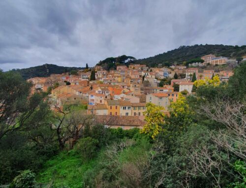 Bormes-les-Mimosas et ses fleurs