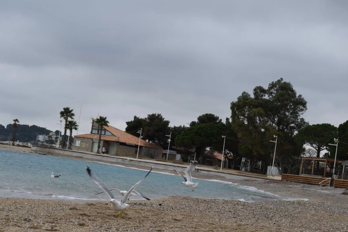 bain du nouvel an hiver doux toulon plage interdite aux chiens