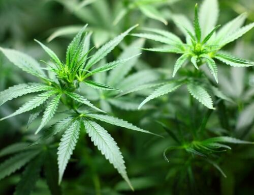 Un habitant du Var à Fréjus faisait une culture de cannabis avec son fils