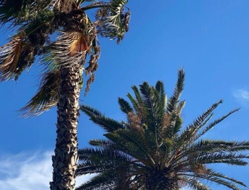 Vent violent dans le Var : prudence requise ce vendredi soir