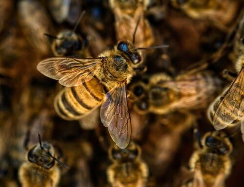 La Garde reçoit la 3ème abeille du label APIcité, une reconnaissance de son engagement pour les abeilles et l’environnement
