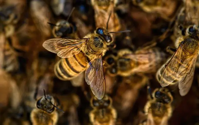 APIcité la garde apicité abeilles et miel