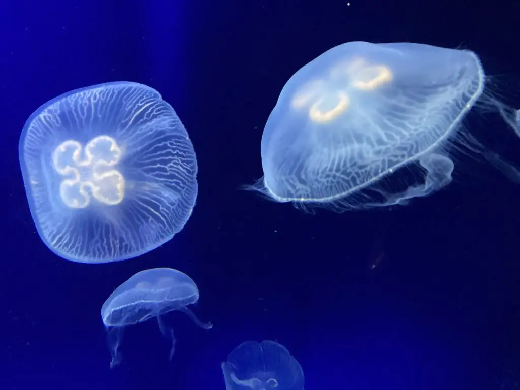 méduse application méduses dans un lac en provence