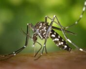 moustique fin octobre var moustiques west-nile Nil occidental hyères dengue moustique tigre retour moustiques tigres prévention aprés les pluies repulsif naturel Moustiques tigres Var