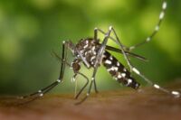 moustique fin octobre var moustiques west-nile Nil occidental hyères dengue moustique tigre retour moustiques tigres prévention aprés les pluies repulsif naturel Moustiques tigres Var