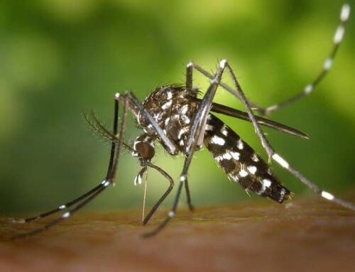 Des nouveaux cas de dengue dans le Var