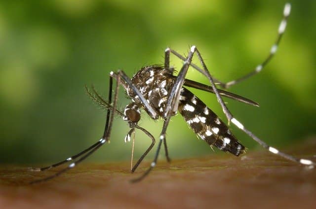 moustique fin octobre var moustiques west-nile Nil occidental hyères dengue moustique tigre retour moustiques tigres