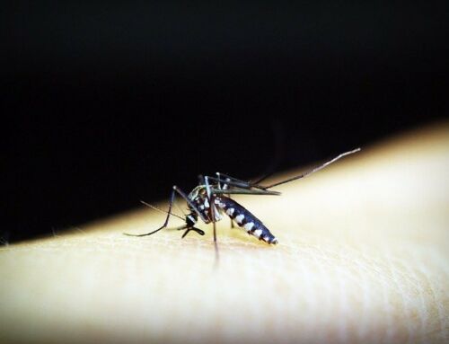 Un cas de dengue à Fayence