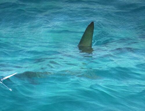 Un requin blanc observé en Méditerranée