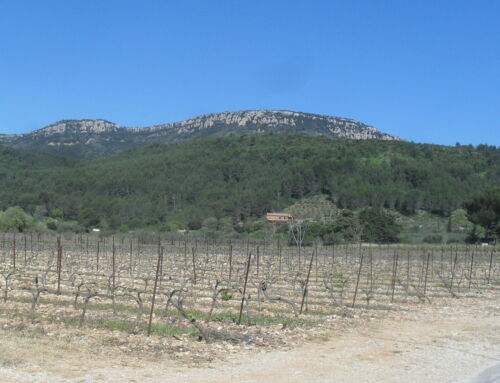 Le gel anéantit les vignobles du Var: des pertes astronomiques annoncées