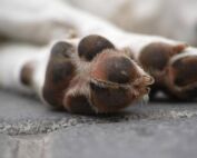 Don bien-être animal élèves Léo-Lagrange. chiens Trans-en-Provence chien mort la seyne SDF frappe chien