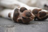 Don bien-être animal élèves Léo-Lagrange. chiens Trans-en-Provence chien mort la seyne SDF frappe chien