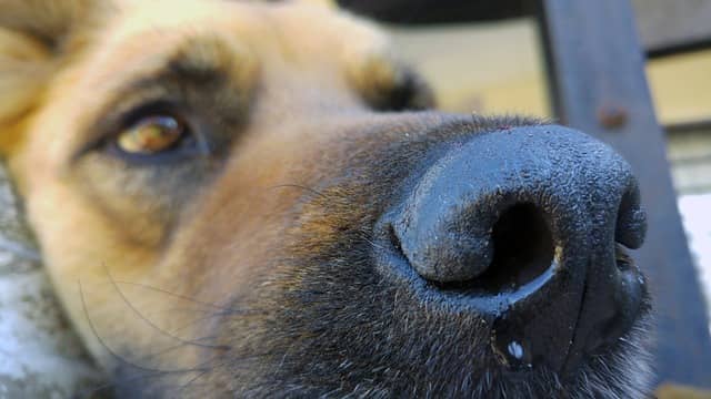 Chien empoissonné