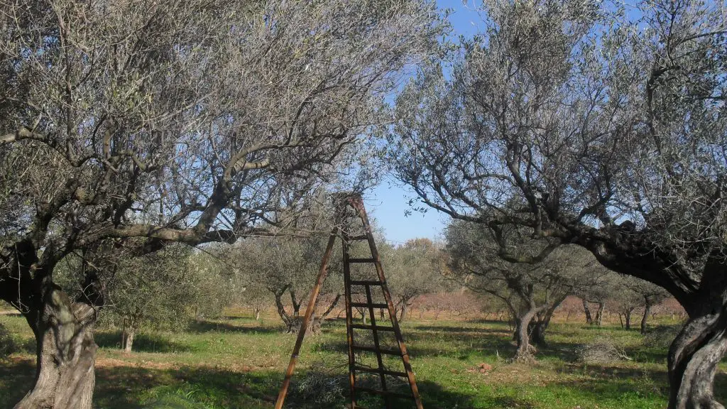 Mauvaise récolte d’olives