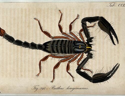 Un scorpion unique au monde découvert dans le Var