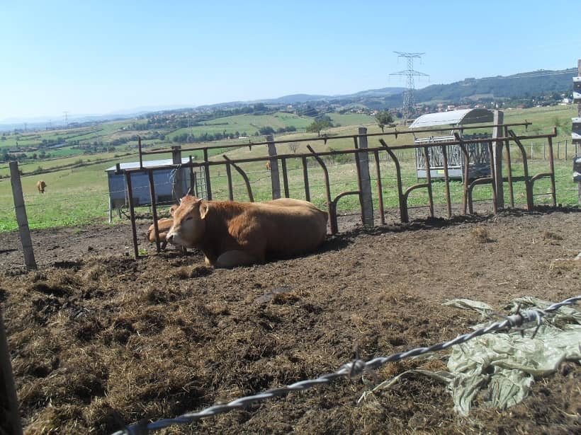 Vache l'amour est dans le pré