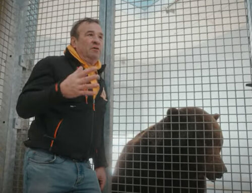 Un musée de l’ours à Sanary ?