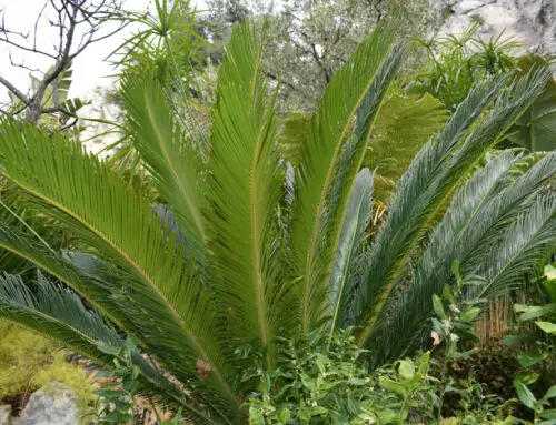 Jardins : que planter dans le Var au printemps ?