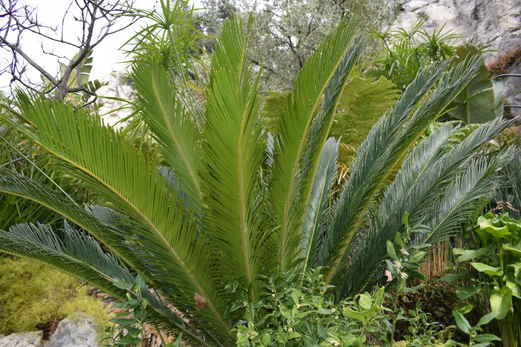 jardins jardin la seyne