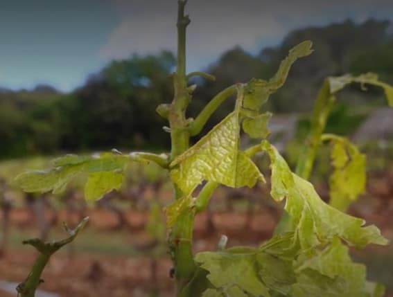 grêle vignobles var