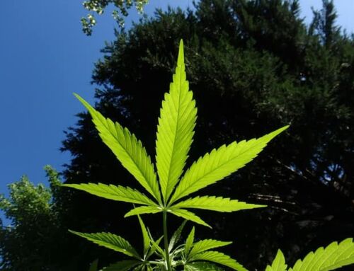 Deux tonnes de cannabis et 1,5 kg de cocaïne saisis avant leur arrivée dans le Var