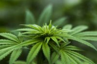 cannabis varoise amendes stups var
