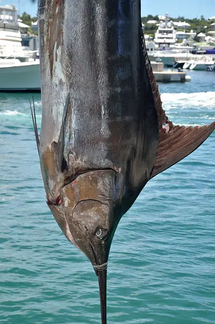 requin à antibes