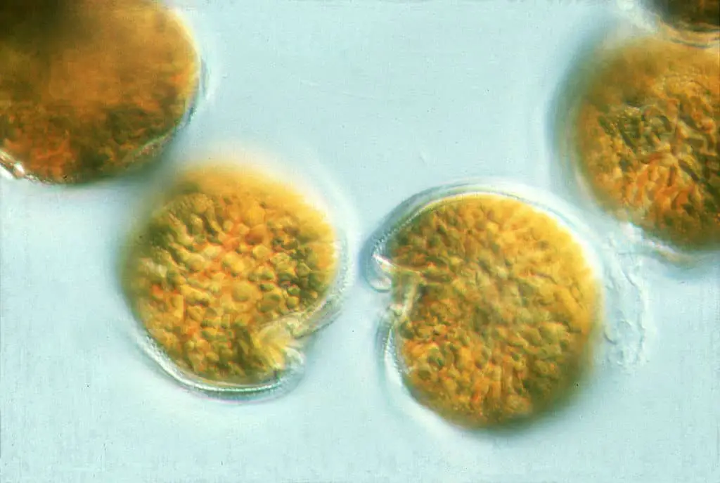 ostreopsis algue