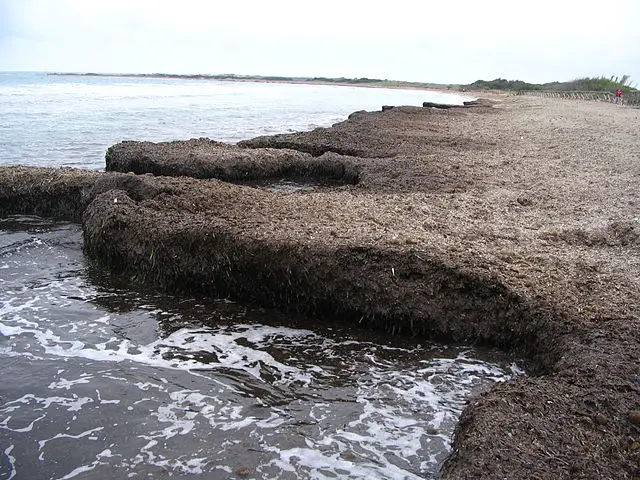 posidonies mortes en mer