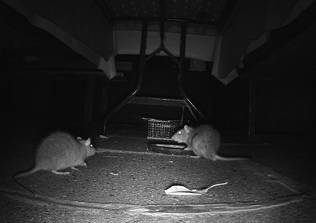 la seyne rats marseille rongeurs prolifération des rats à La Seyne