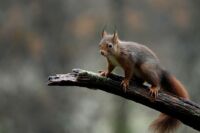Vet Azur bébé écureuil