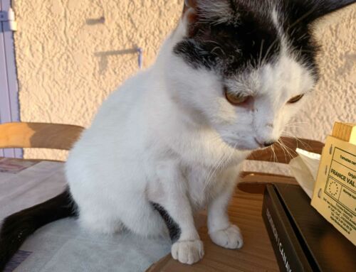 Peut-on être oublié par son chat ou chien lors d’une longue absence ?