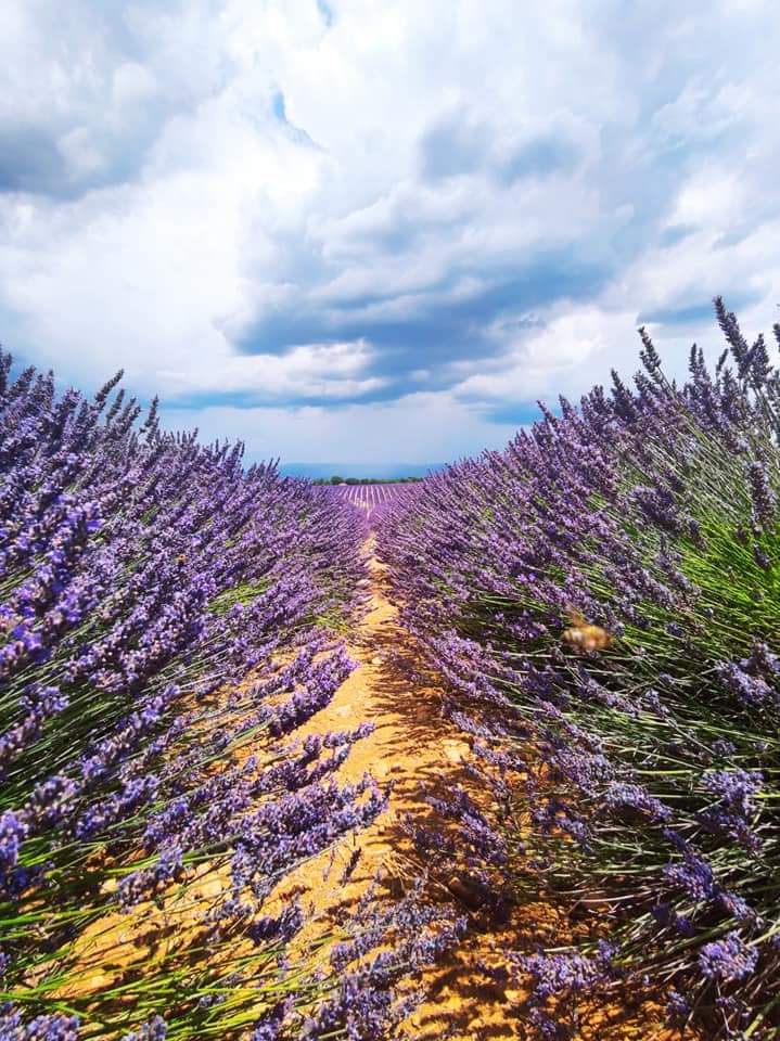 Plateau de Valensole