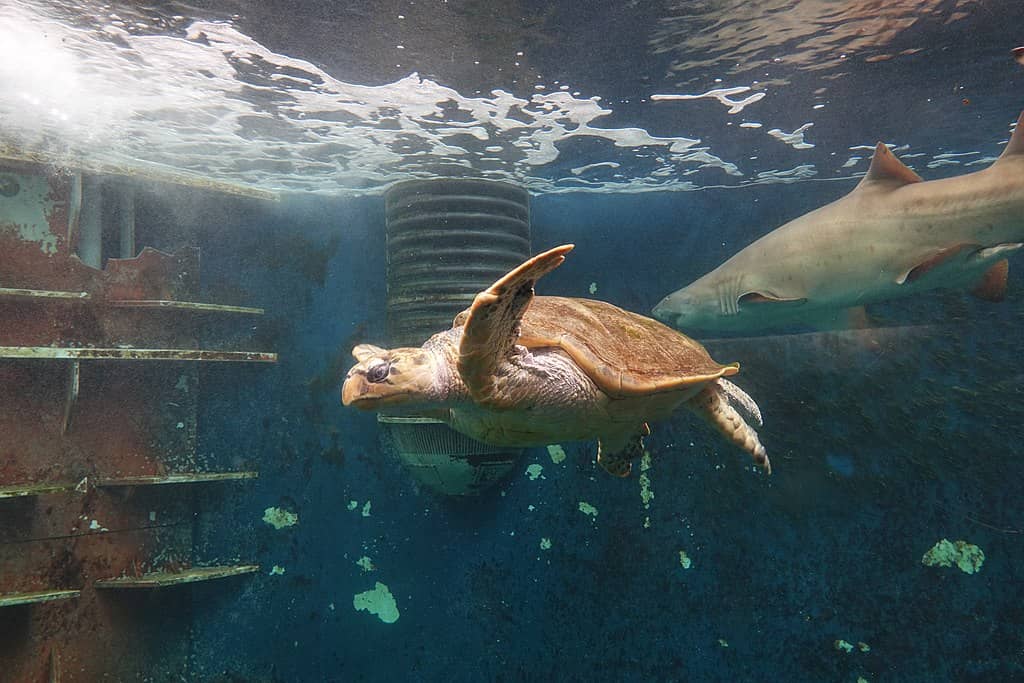 Tortue caouanne Sainte-Maxime