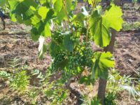 vendange 2024 100% Valeurs du Sud label 100% Sud pénurie saisonniers vendanges vendanges recrutement vendanges vendanges varois vigne célébrités