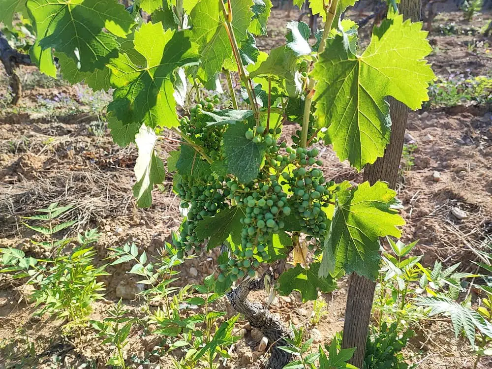 100% Valeurs du Sud label 100% Sud pénurie saisonniers vendanges vendanges recrutement vendanges vendanges varois vigne célébrités