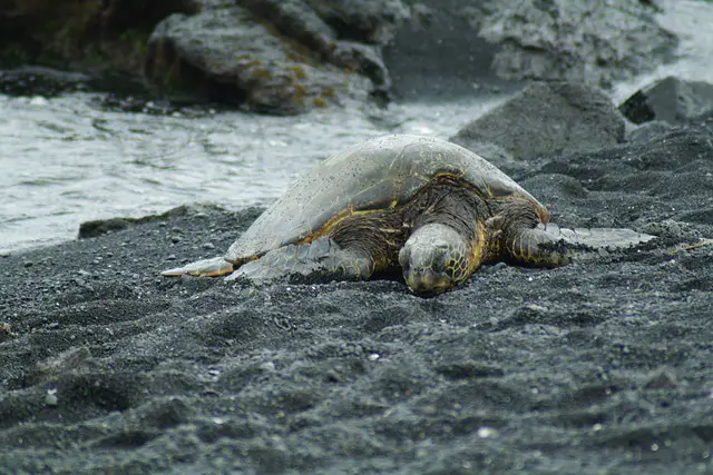 Une tortue a pondu ses œufs sur une plage des Alpes-Maritimes et c'est une  première