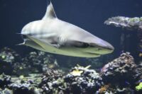 requin méditerranée
