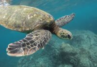 tortue marine Saint-Cyr-sur-Mer naissances tortues corse-du-sud