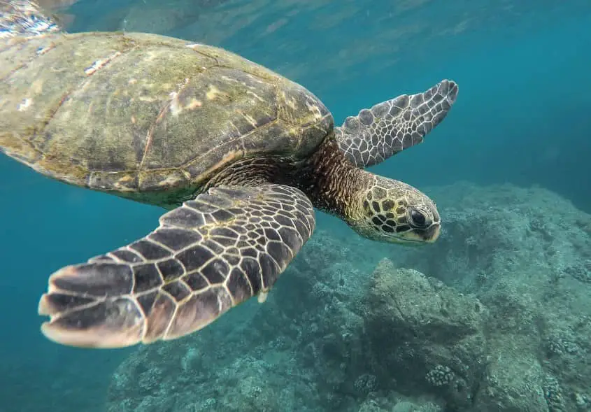 tortue marine Saint-Cyr-sur-Mer naissances tortues corse-du-sud