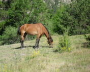 chute de cheval Vidauban accident équestre La Martre cheval grimaud sauvé cheval accident
