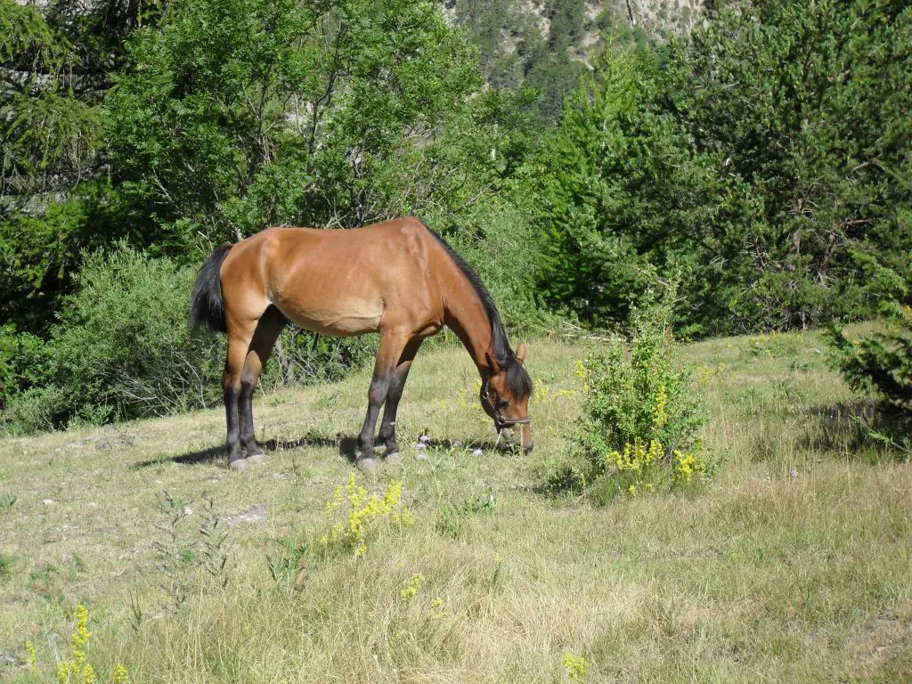 accident équestre La Martre cheval grimaud sauvé cheval accident