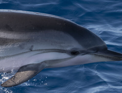Mystère résolu : les détails sur la mort du dauphin à Sainte-Maxime