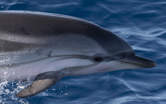 dauphins baleines et cachalots dauphin Vieux-Port antibes dauphin Dauphins Saint-Mandrier