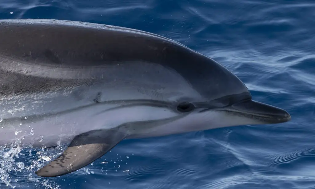 Marineland bébé dauphin 23 mammifères marins échoués dauphin mort plage de Sainte-Maxime dauphins baleines et cachalots dauphin Vieux-Port antibes dauphin Dauphins Saint-Mandrier