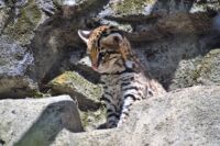 naissance ocelot