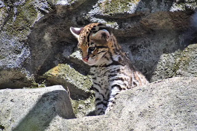naissance ocelot