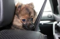 animal seul dans la voiture