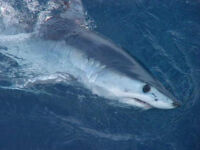 requin Hyères attaques de requin