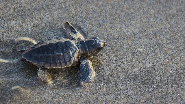 évènements 2023 éclosion œufs tortue Fréjus Villeneuve-Loubet 72 bébés tortues tortues porquerolles bébés tortues Villeneuve-Loubet bébés tortues Giens tortues var